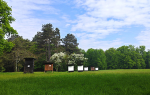 Parc de Charbonnière
Rue de Charbonnière
45800 St JEAN de BRAYE